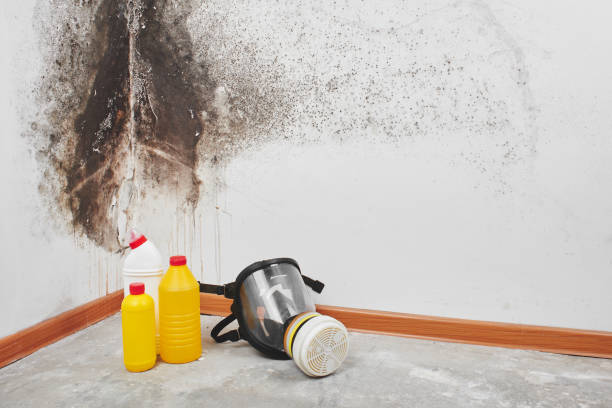 Professional Mold Removal in Ampere North, NJ