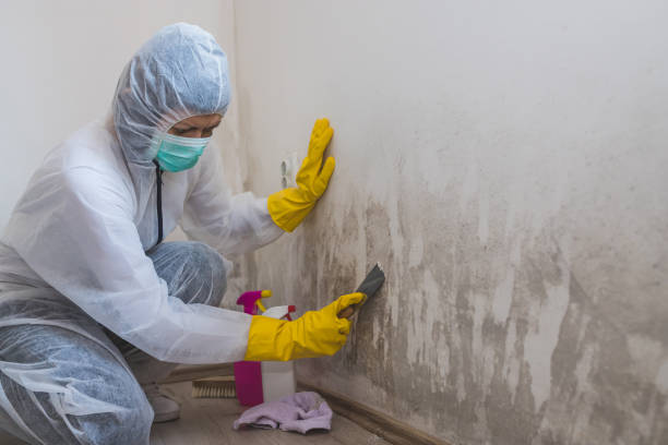 Best Certified Mold Removal  in Ampere North, NJ