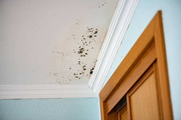 Best Affordable Mold Removal  in Ampere North, NJ