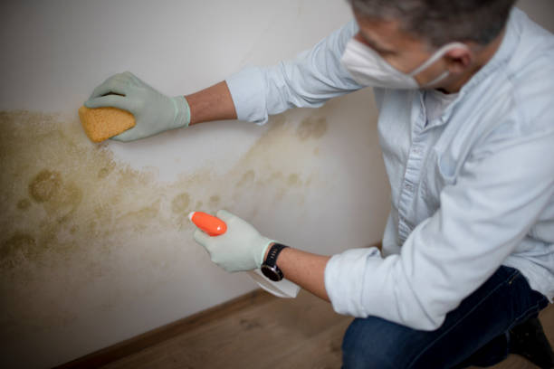 Attic Mold Removal in Ampere North, NJ
