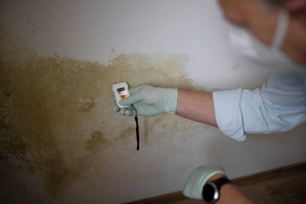 Best Attic Mold Removal  in Ampere North, NJ
