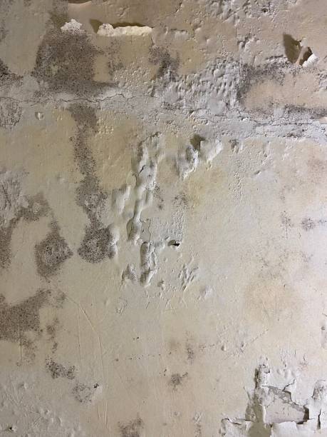 Best Mold Damage Repair  in Ampere North, NJ