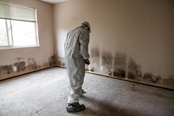 Best Water Damage Restoration  in Ampere North, NJ