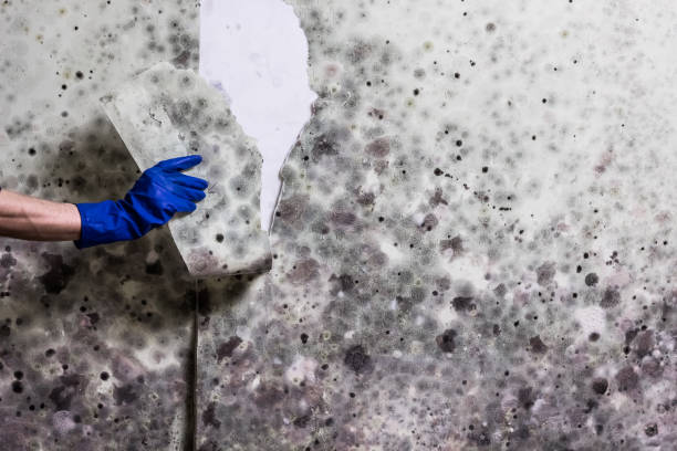 Best Mold Removal Near Me  in Ampere North, NJ