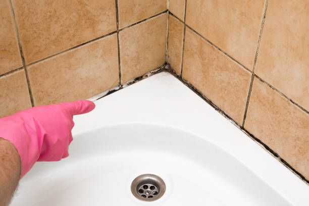 Best Toxic Mold Removal  in Ampere North, NJ